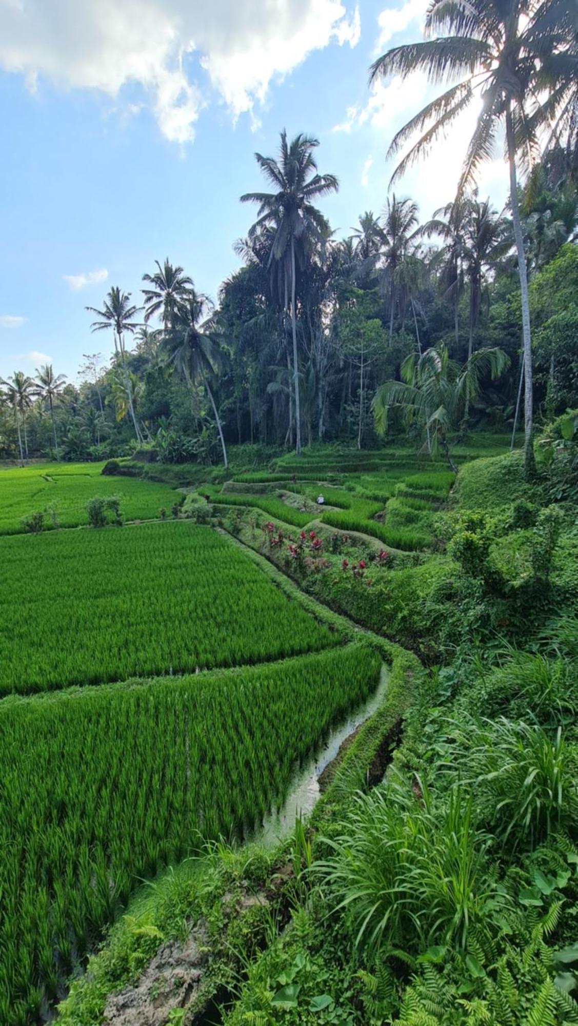 Tirta Sari Villa Tampaksiring Bagian luar foto